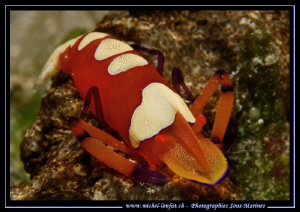 Imperial Shrimp... :O).. by Michel Lonfat 